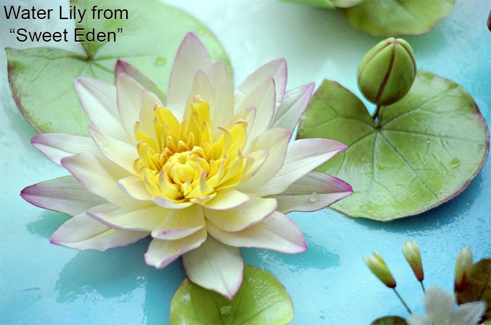 Lotus and Water Lily Pad Cutter Set by WSA