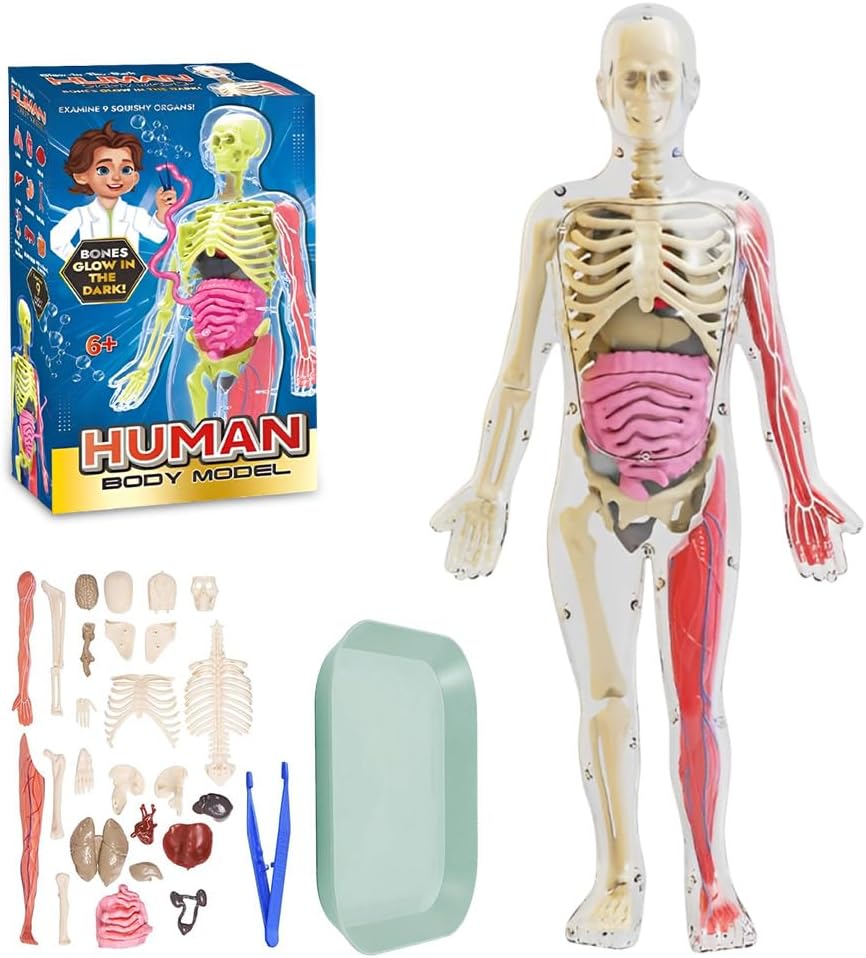 WDKXCN Human Body Model for Kids, 31cm 3D Human Torso Anatomy Model Kit Glow in the Dark, DIY Full Size Skeleton Kit with 26 Removable Organs, for Boys Girls Science Education & Medical