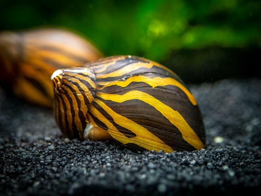 ZEBRA SNAIL 2cm TROPICAL AQUARIUM LIVE FISH ALGAE EATER TANK CLEANER (2 Snails)