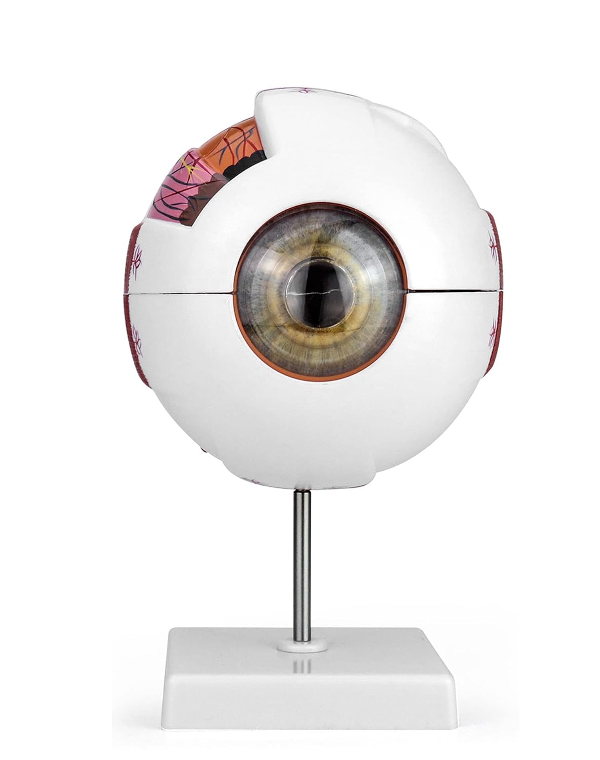 QWORK 6X Enlarged Human Eye Anatomy Model, Magnified Eyeball Model with Detachable Bracket, Anatomically Accurate Science Education Display Medical Teaching Education