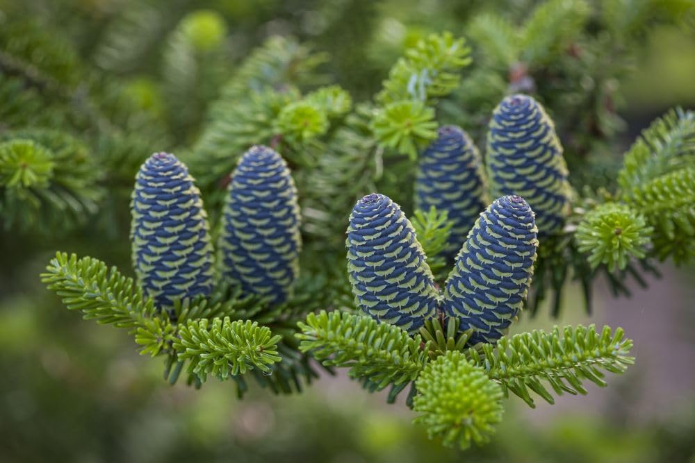 Abies koreana cones. Poster Print by Loop Images Ltd. (17 x 11)
