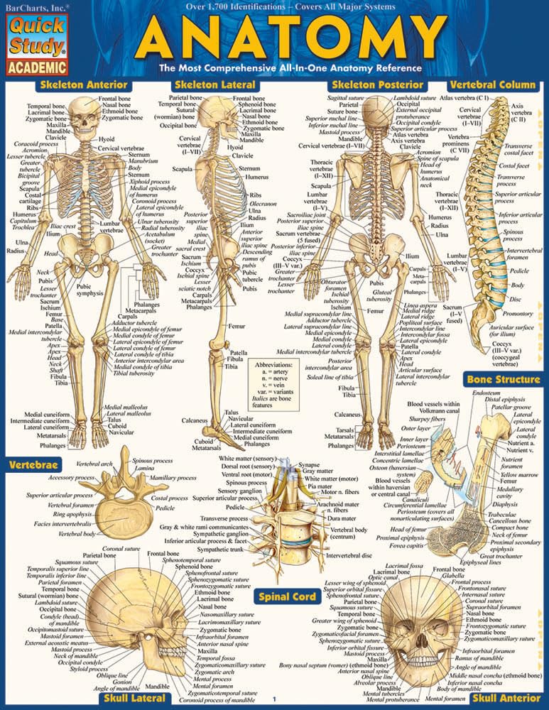Anatomy - Reference Guide: a QuickStudy reference tool (Quick Study: Quizzer) (Quickstudy Academic)