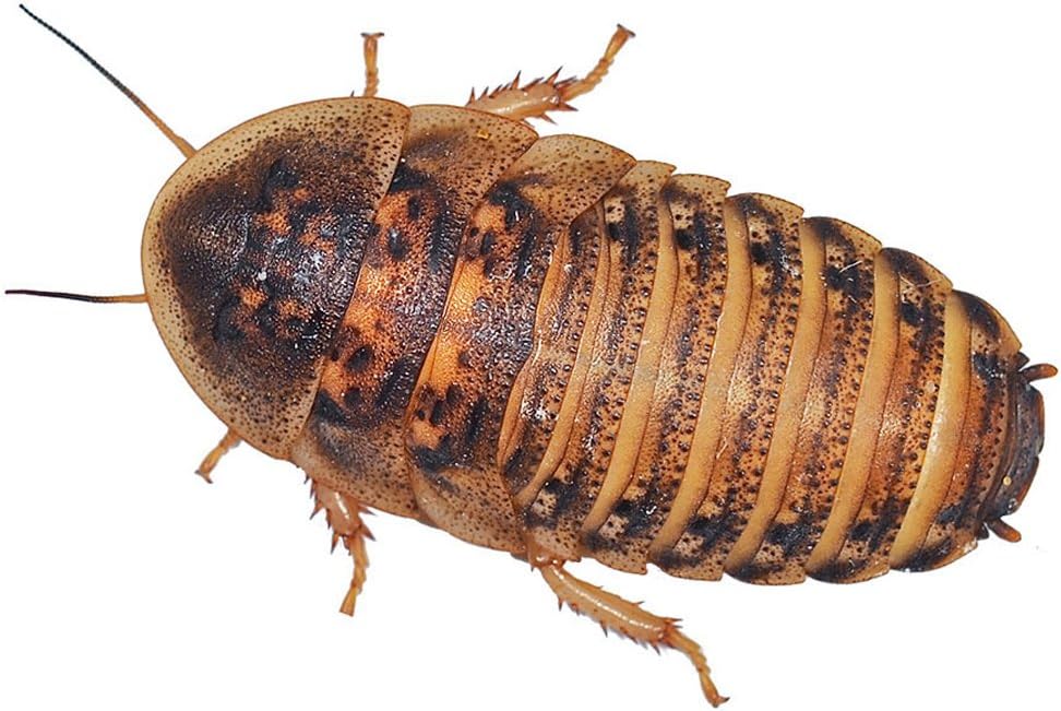 Peregrine Livefoods Feeder Cockroaches (Medium - Approx 15)