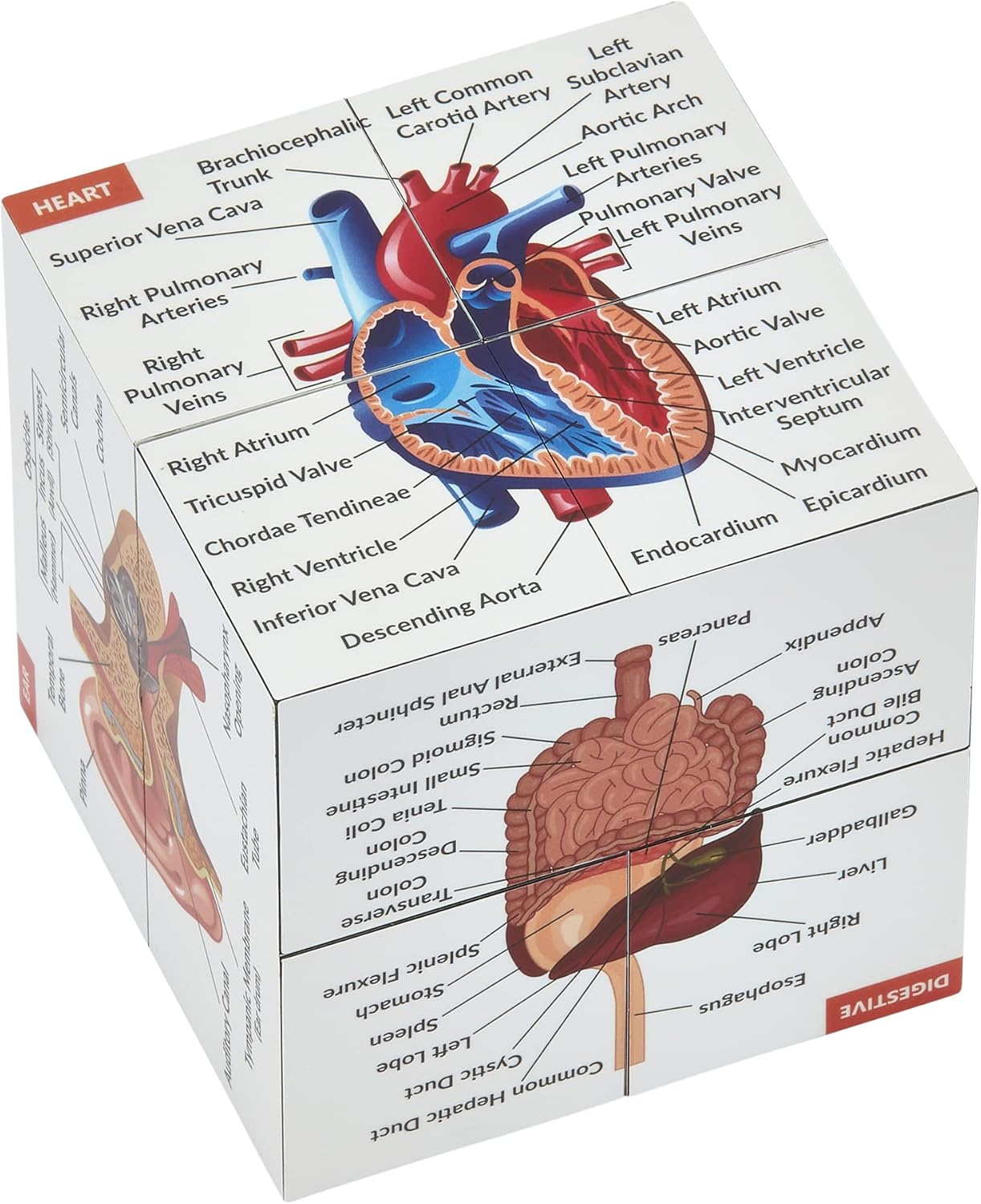 Human Anatomy Study Cube | Study 9 Parts of The Human Body | Perfect Anatomy Revision Guide | Addictive Anatomy Model Cube | Great Gift For Nurse, Dentist, Medical Students