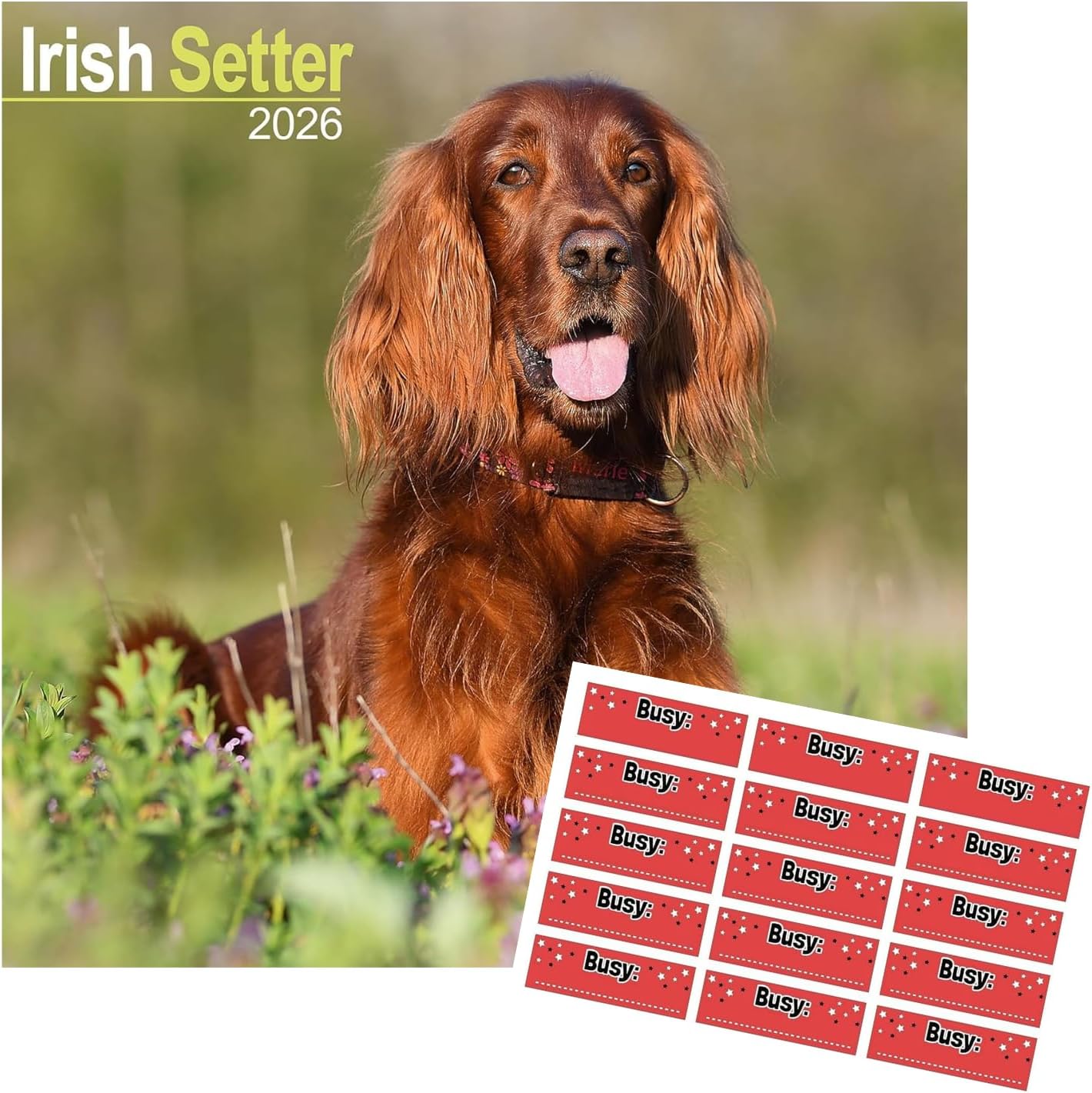 Irish Setter Calendar 2026 | 16 months | with FREE Organisational Stickers