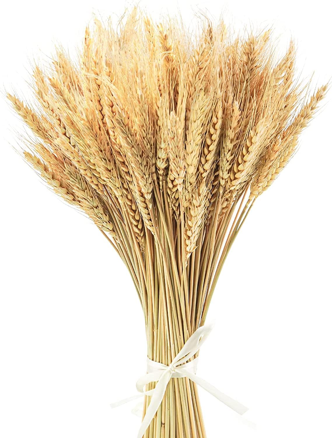 Yukiyi 100 Stems 40cm Dried Wheat Flowers Sheaves Stalks Bouquet Bundles Natural Ear of Grain Dry Grass Bunch DIY Arrangets for Home Wedding Store Decorative Autumn Wreath Decoration, (Nature)