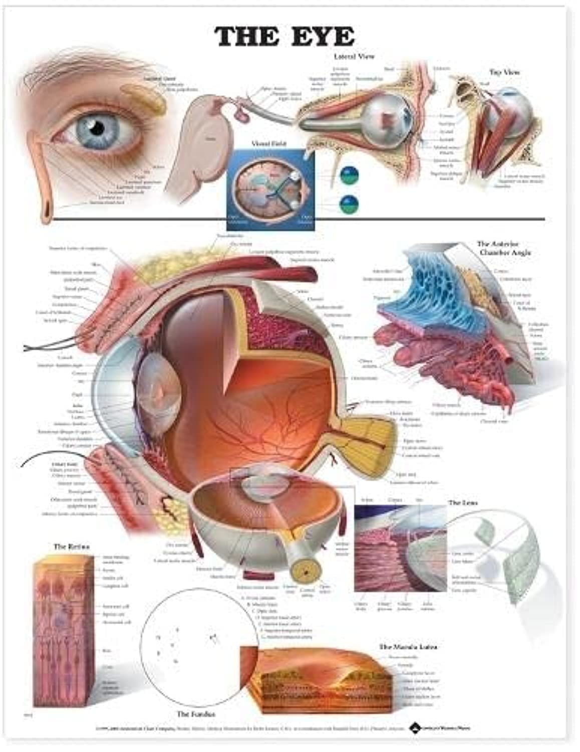 Anatomical Chart Co. The Eye Educational Poster for Classroom Decor