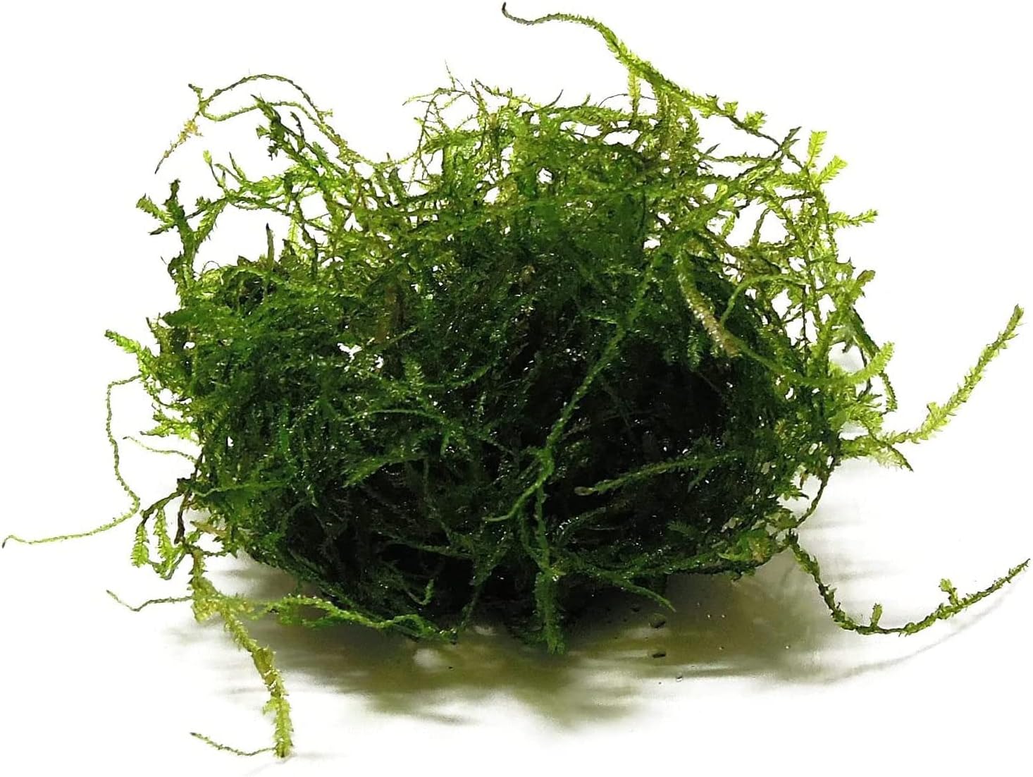 5 Pack Java Moss Taxiphyllum Barbieri Portions