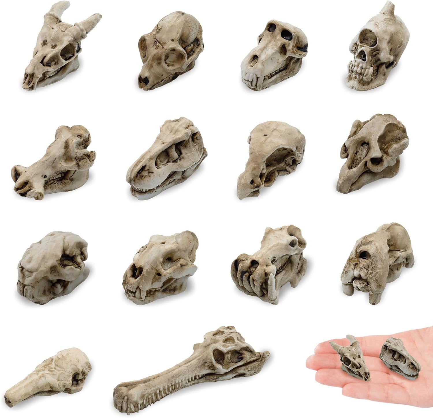 14 Pcs 1.5 Inch Mini Resin Animal Skull Heads Miniature Animal Skull Figurines Mini Halloween Skulls Mini Skull Figurine Miniature Skulls for Crafts Halloween Christmas Micro Landscape Decor