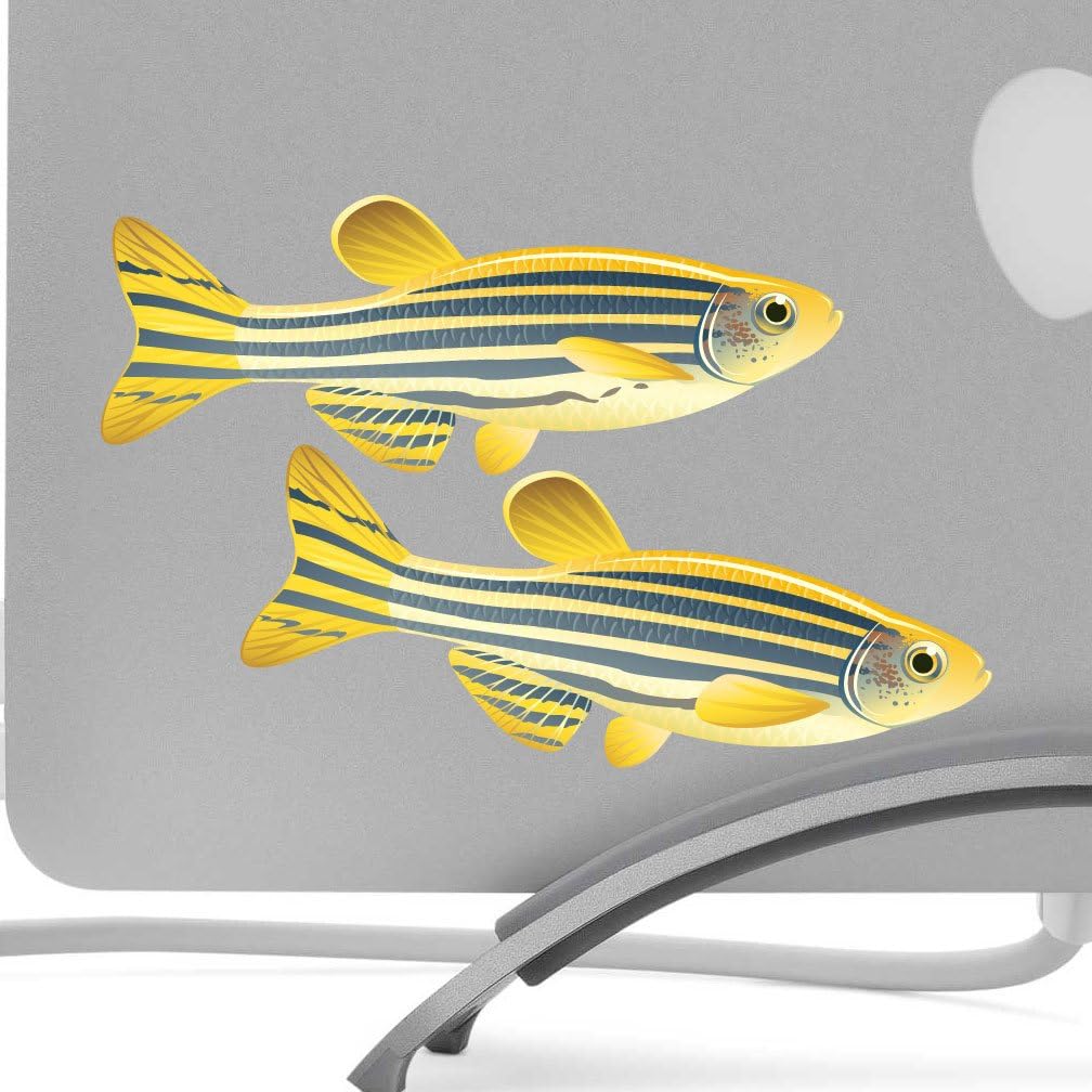 Zebrafish Danio Rerio Male And Female Fish 5 Inch Decal - Artistic Full Color Painted Style - Fits MacBooks, Laptops, Cars and More - For Indoor or Outdoor Use