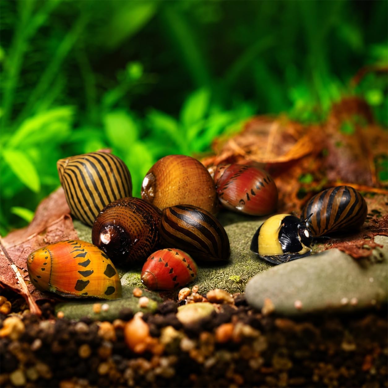 Swimming Creatures™ Assorted Nerite SnaiIs Freshwater Aquarium LlVE (12)