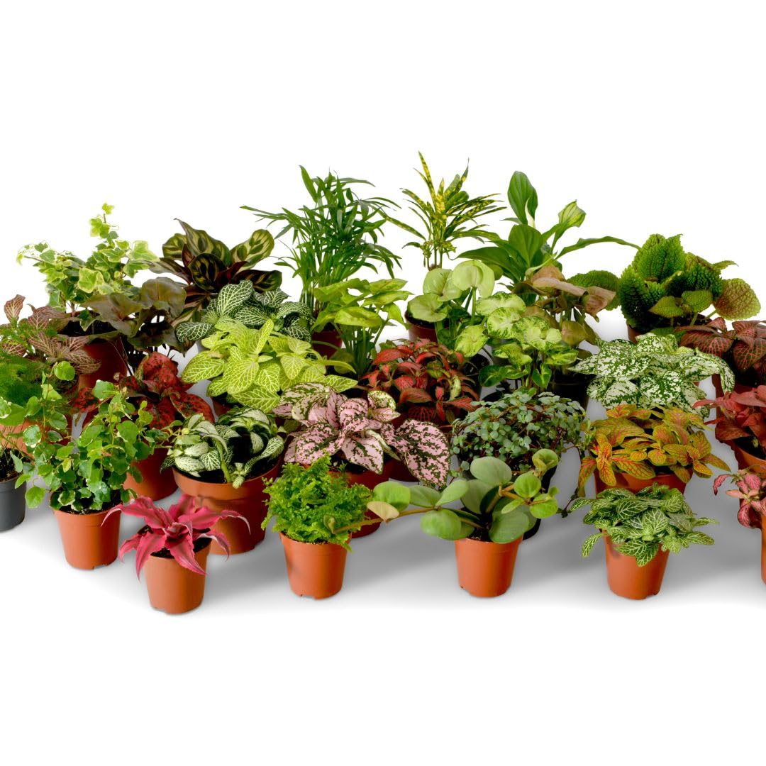 Terrarium Plant Mix, Plants Perfect for Terrariums, Random Selection Terrarium Plants, Indoor Plants, Baby Plants, Small Mixed Terrarium Plants (Mix of 3)