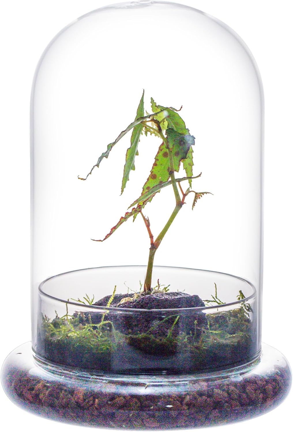 NCYP Glass Cloche Dome with Air Hole and Base, 5.9 x 5.9 x 8.2 Inches, Clear Terrarium Planter for Carnivorous Plants, Small Cactus, Succulents, Venus Flytrap, Tabletop Decoration (No Plants)