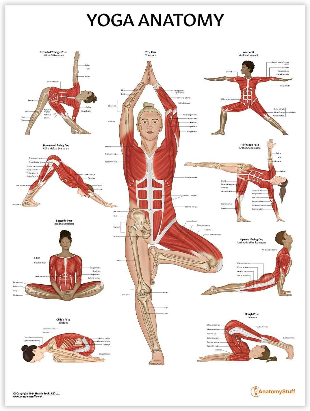 Yoga Anatomy Chart, Anatomy and Physiology Poster, Fitness Wall Art, 45x60 cm/24x18 inches, Physical Education, Yoga Poses