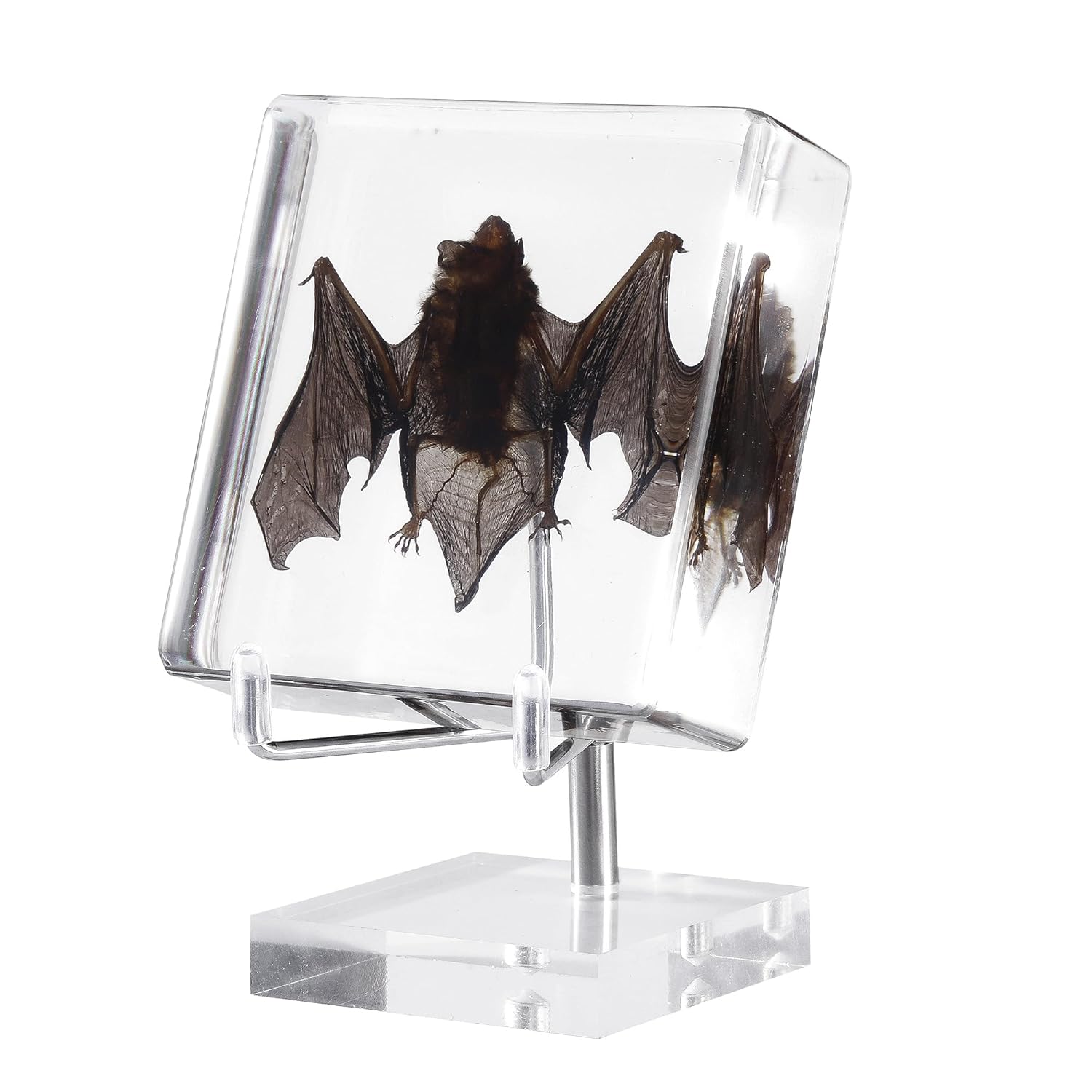 Taxidermy Bat, Real Bat Specimens Animal Specimen in Resin with Acrylic Base Display Stand for Science Classroom Science Education.Unique Gift for Fans of Taxidermy, Animal Skull, Oddities, Biology