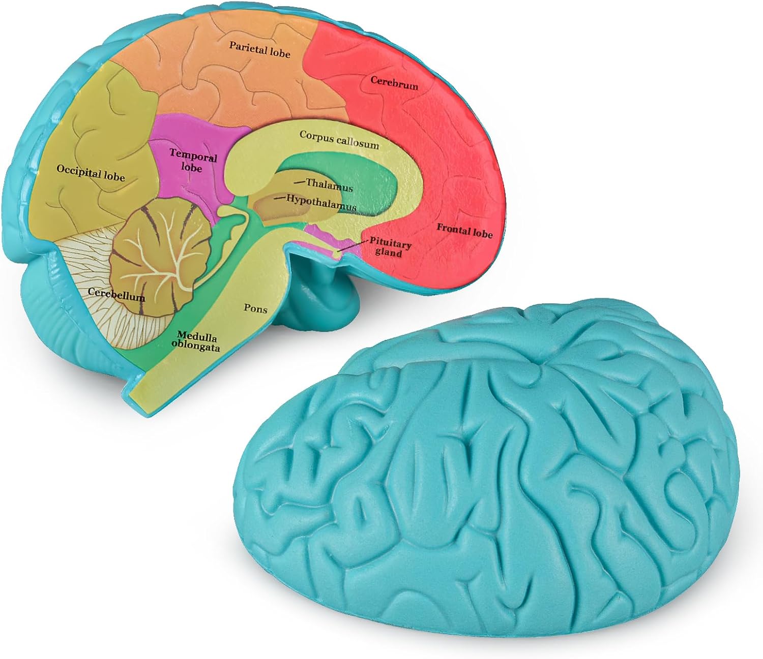 Cross-Section Brain Model, Human Brain Anatomy Model for Kids, 2 Pieces Foam Brain for Science Education and Anatomy Learning