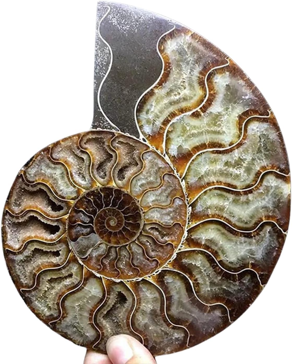 Natural Beautiful Ammonite Fossil Conch Specimen Collectibles Home Decor Gifts Ornament (5-6in/300g-400g)