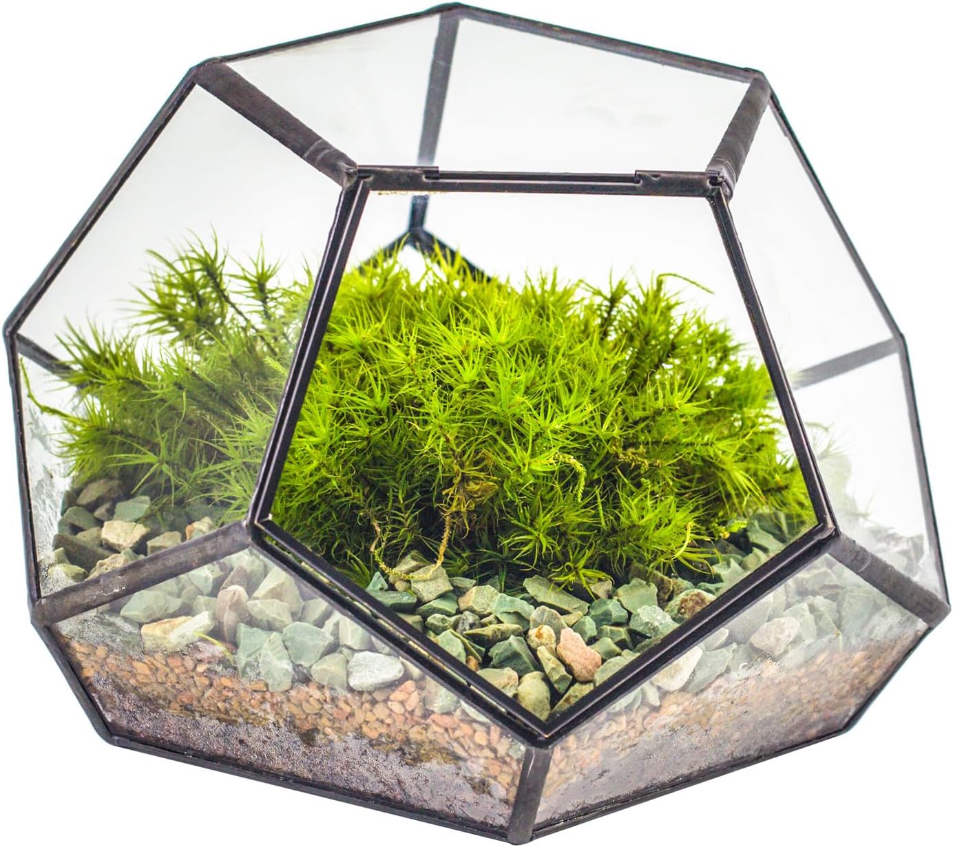 NCYP Small Glass Geometric Terrarium with Door - 18x18x12 cm Black Pentagon Closed Planter for Succulents, Air Plants - Home Garden Office Tabletop Decoration (Terrarium Only)