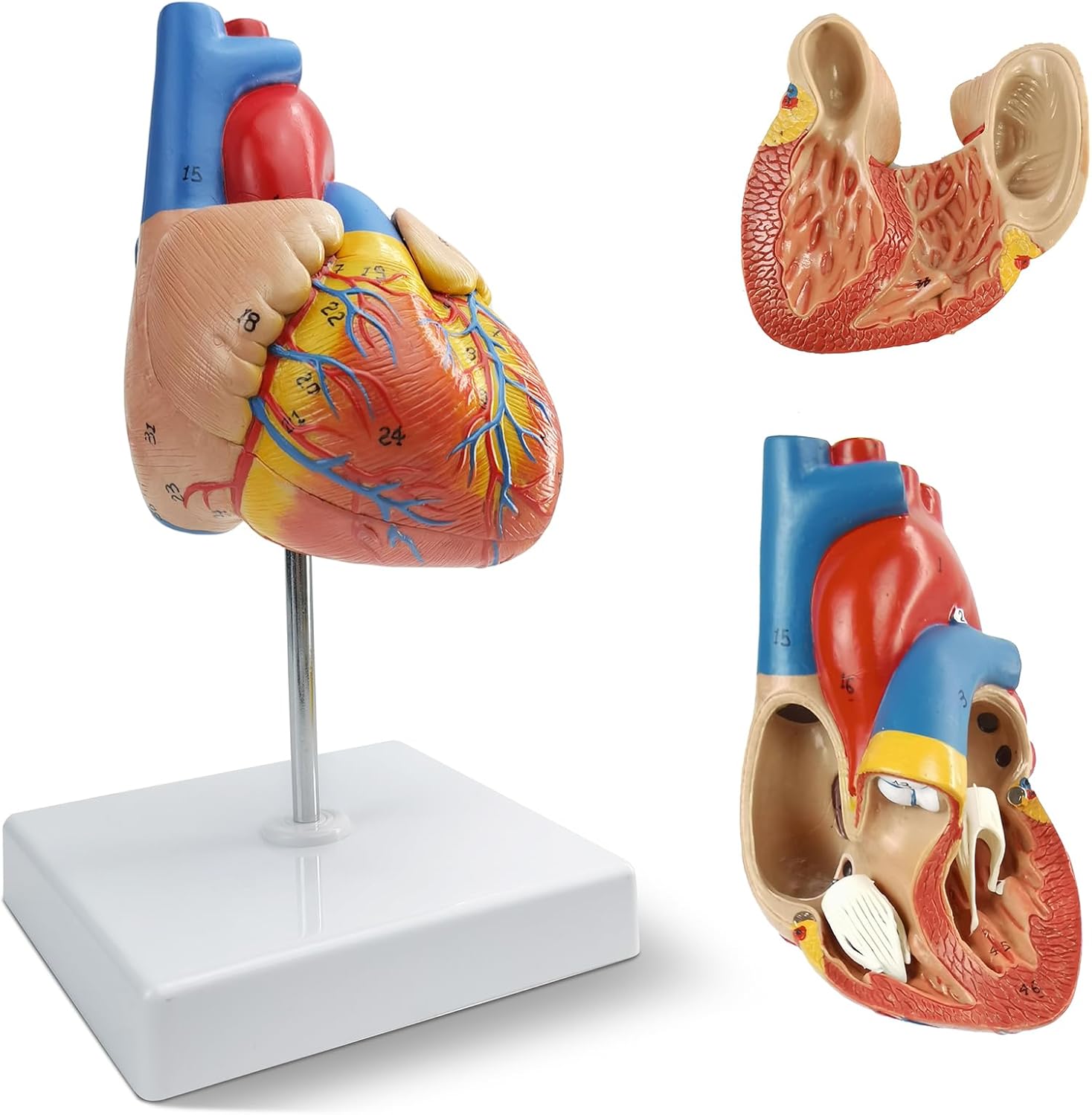 2-Parts Life Size Human Heart Model,Anatomical Model Heart with 48 Accurate Numbered Structures Cardiac ,Anatomy Model with Number Manual,Magnets,Display Base,for Classroom and Cardiology Study