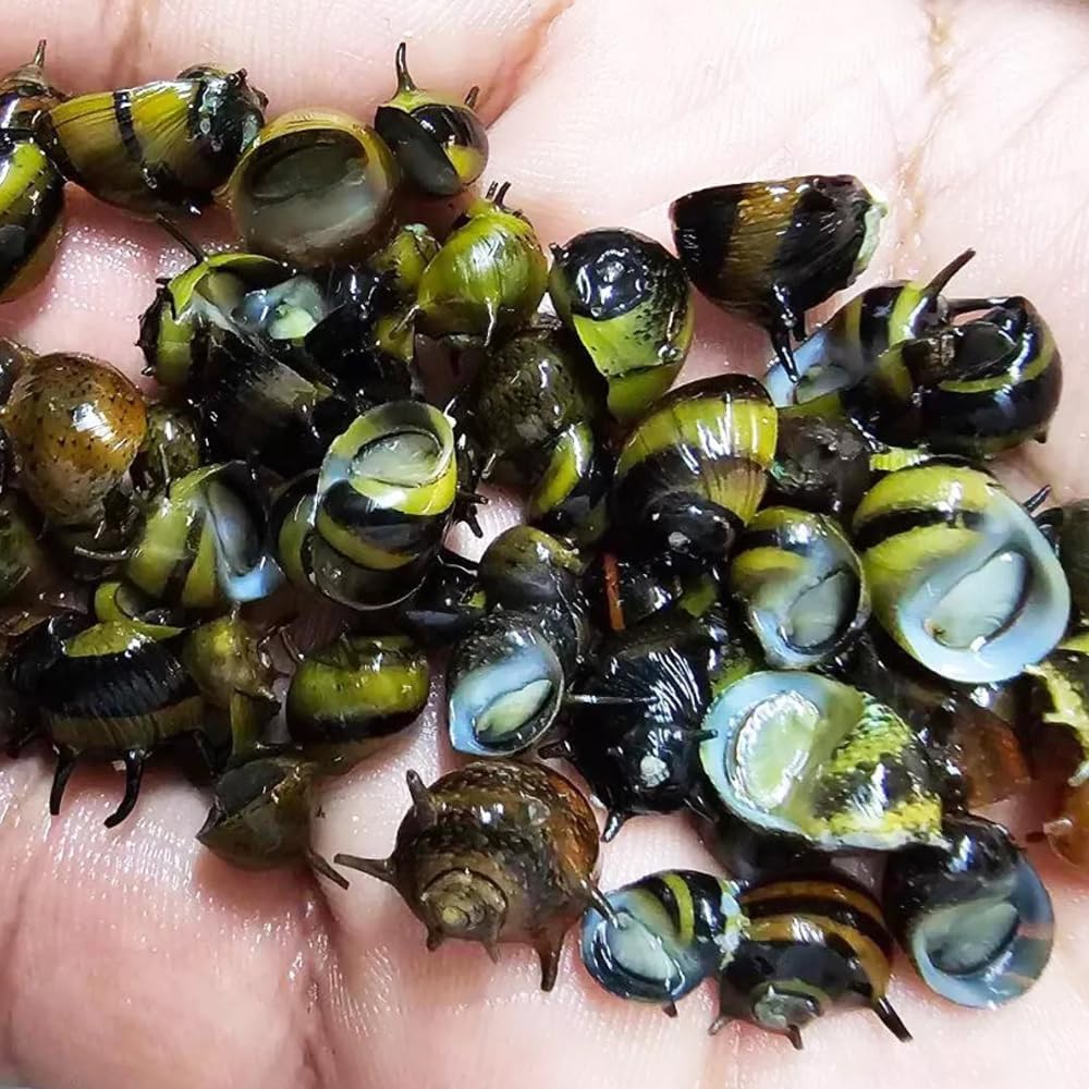 5X Assorted Horn Nerite Snail CLITHON Algae Eater Aquarium Fish Plant Tropical