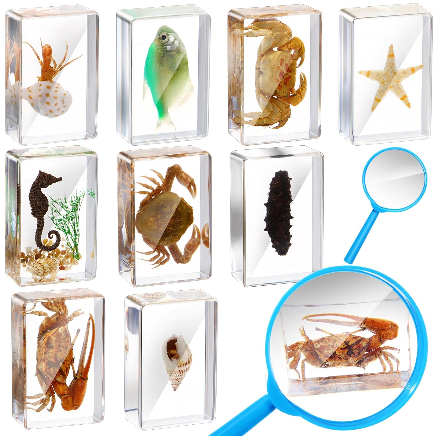 9 Pcs Marine Ocean Life Specimen Set Term Begins for Gifts Sea Animal Insect in Resin Collection Paperweights with Magnifier Animal Specimen