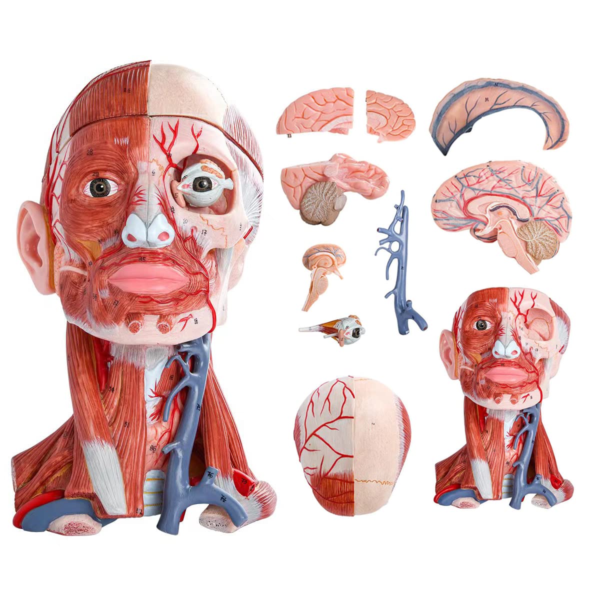Numbered Human Head and Neck W/Brain Model, 10 Part Life Size Anatomical Head and Neck Muscle with Vessels Nerves and Brain Model for Medical Anatomy and Physiology Study Research Teaching