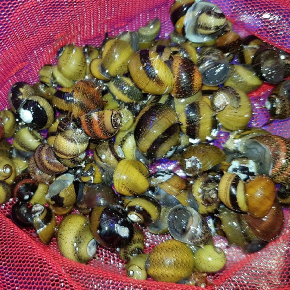 CWP 20x DAMAGED SHELLS ZEBRA THORN NERITE SNAIL CLITHON DIADEMA ALGAE EATER AQUARIUM