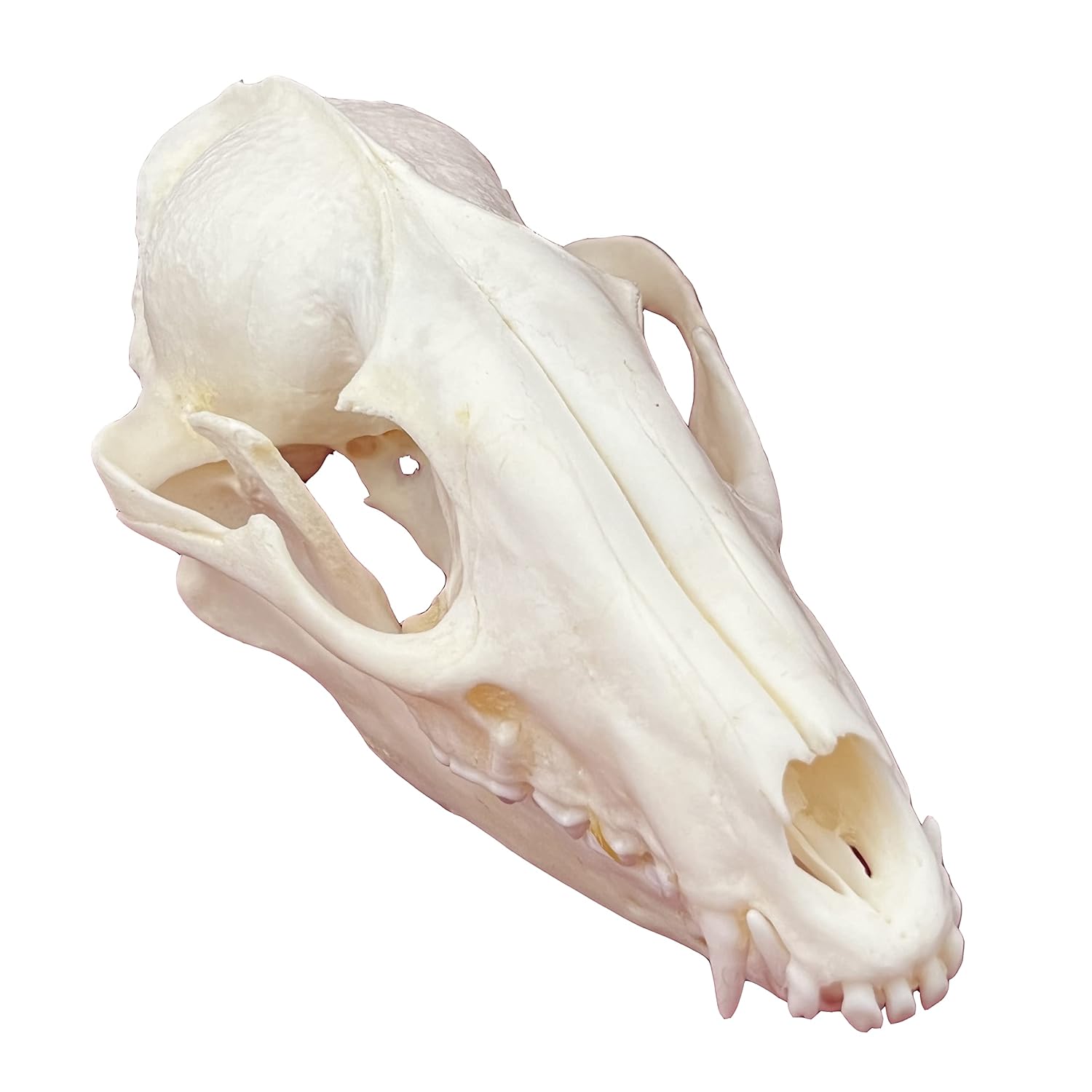 Taxidermy Real Animals Skulls, Real Bones Specimen, Taxidermy Supplies for Science Education, Special Gift (Racoon Skull)