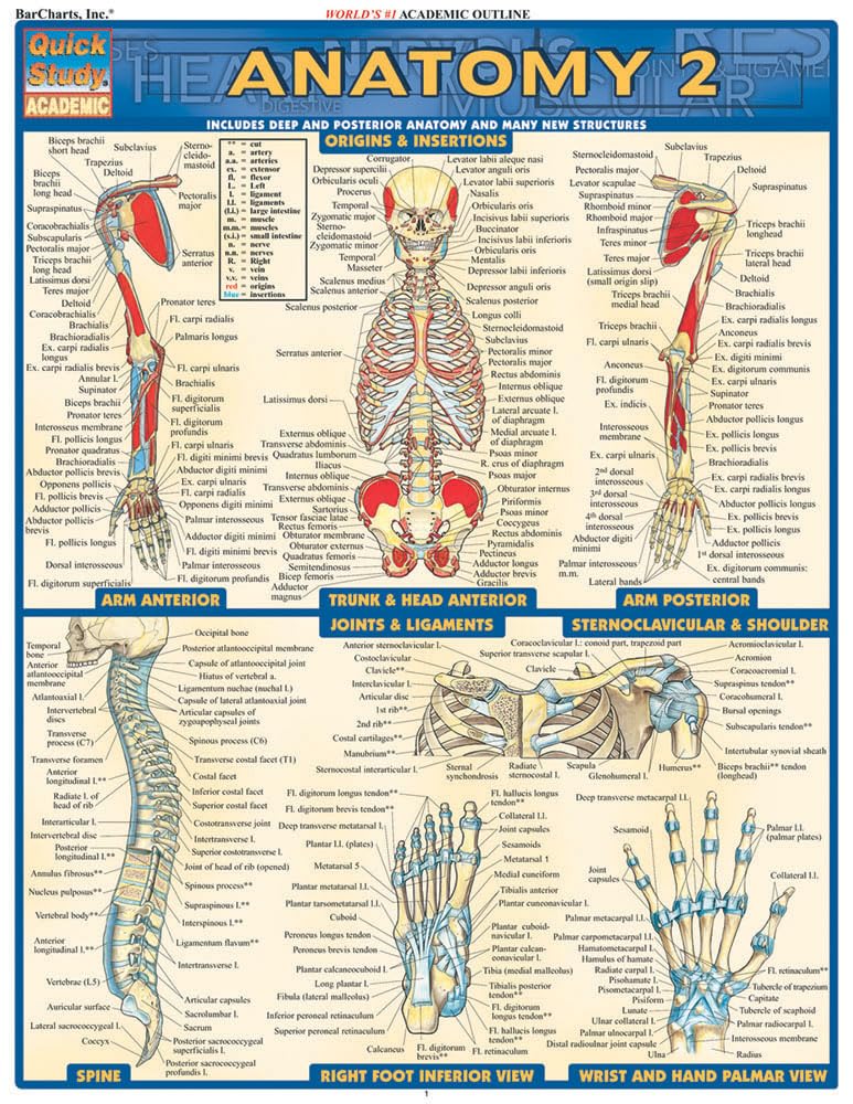 Anatomy 2 - Reference Guide: a QuickStudy Reference Tool (Quick Study Academic)
