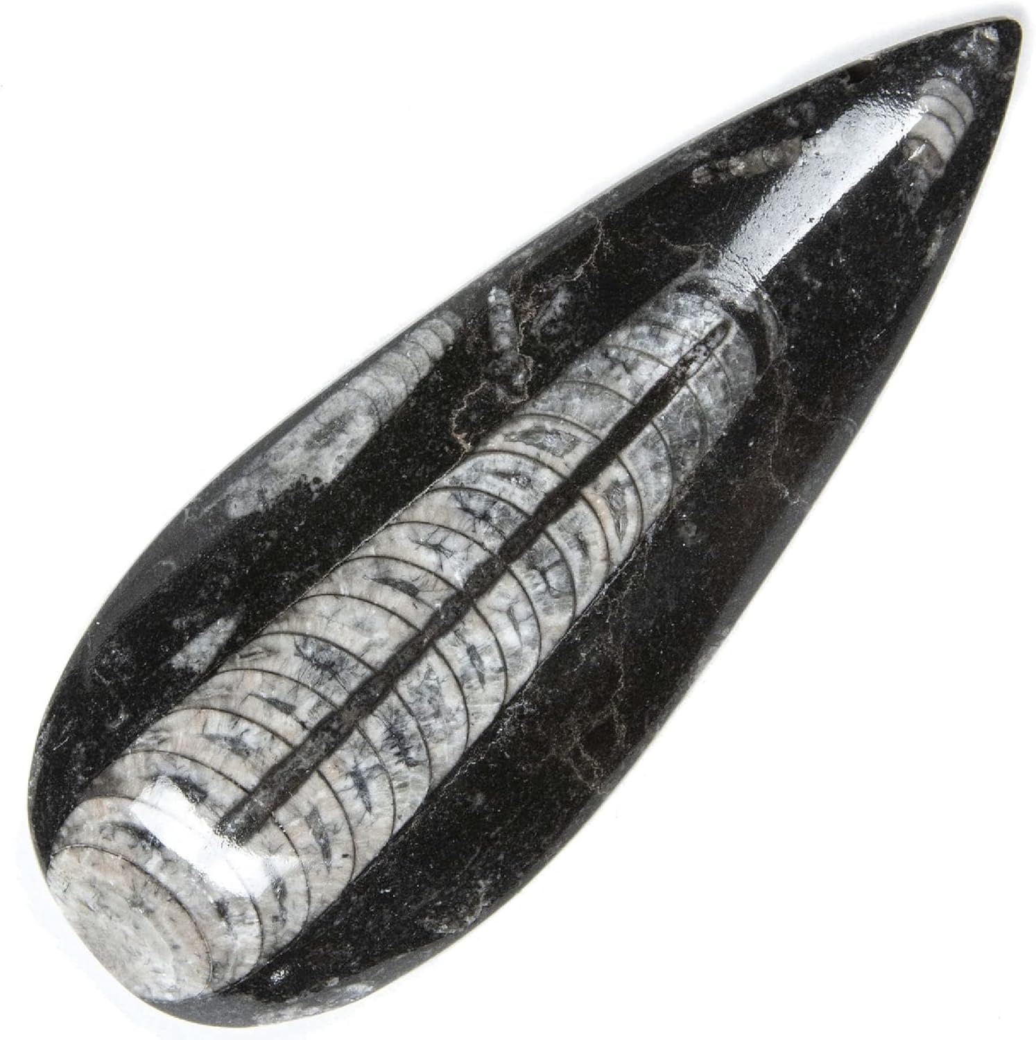 KALIFANO Authentic Natural Orthoceras Fossil - Extinct Cephalopod Shell from Morocco