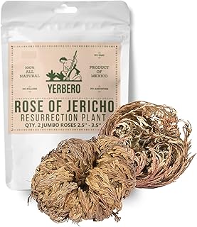 2 Pack Big Rose Jericho Dried Flower 2.5''-3.5'' | Selaginella Lepidophylla | Resurrection Plant | Jumbo Size Dried Rose | Abundance, Prosperity, Sacred Rose, Doradilla Plant.