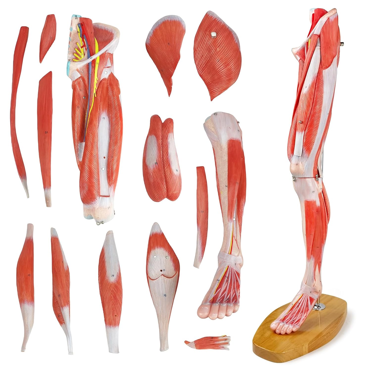 EVOTECH SCIENTIFIC Numbered Human Leg Musculature Anatomy Model, 25 inch 2/3 Life Size 14 Pcs Removable Leg Anatomy Model Showing Muscles Blood Vessels Nerves for Medical Student Lab Classroom