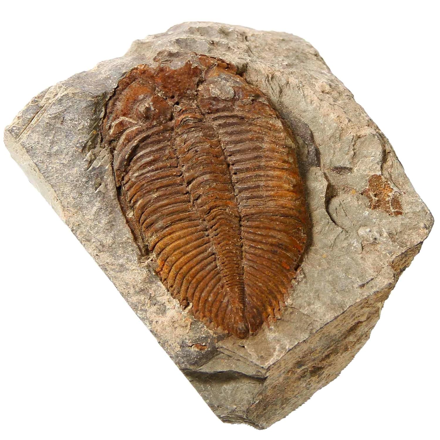 zonzxcv Trilobite Fossil Real Fossils Come from Western Hunan of China for Collections and Education (Information Card Included)
