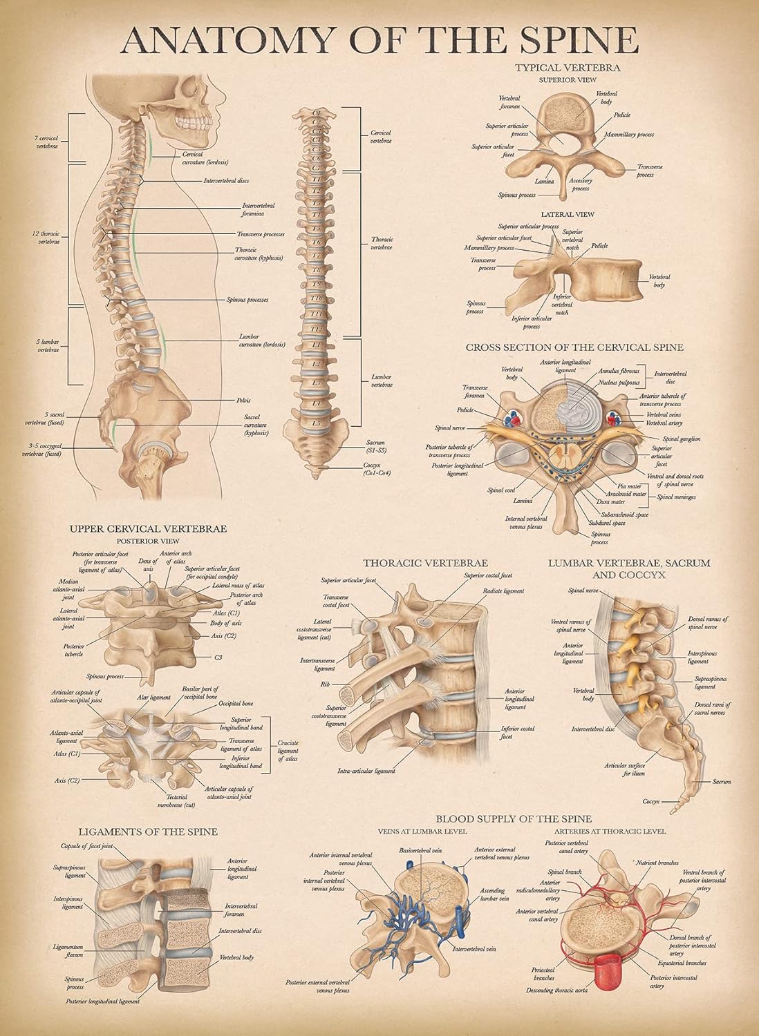 Palace Learning Vintage Anatomy of the Spine Poster - Laminated Spinal Anatomical Chart - 18" x 24"