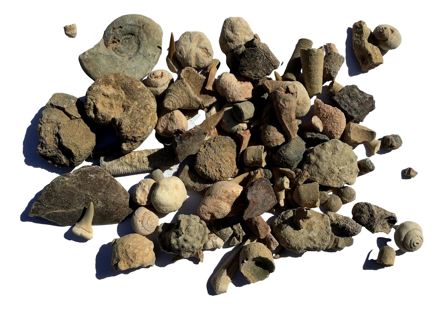 Bulk Educational Genuine Fossil Mix - 1/2 Lb Variety of 75 Genuine Fossils - Exclusively from DINOSAURS ROCK