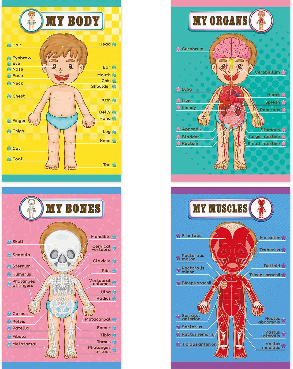 Human Body Educational Learning Posters Body Parts Learning Wall Chart for Kids Cartoon Anatomy Chart Educational Poster Preschool Kindergarten Teaching Supplies, Classroom Decoration, 17 x 11 Inch