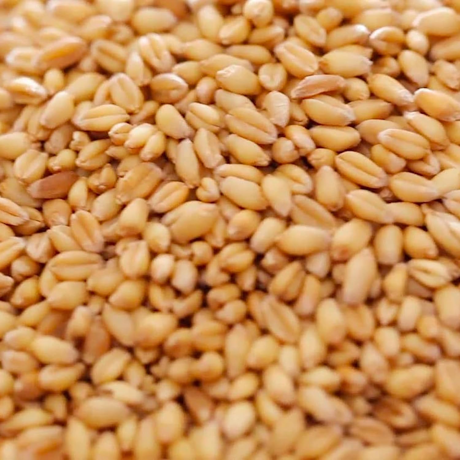 Copdock Mill Whole Wheat Chicken Feed 20kg – Suitable for Wild and Caged Poultry – 100% Natural - Made in the UK