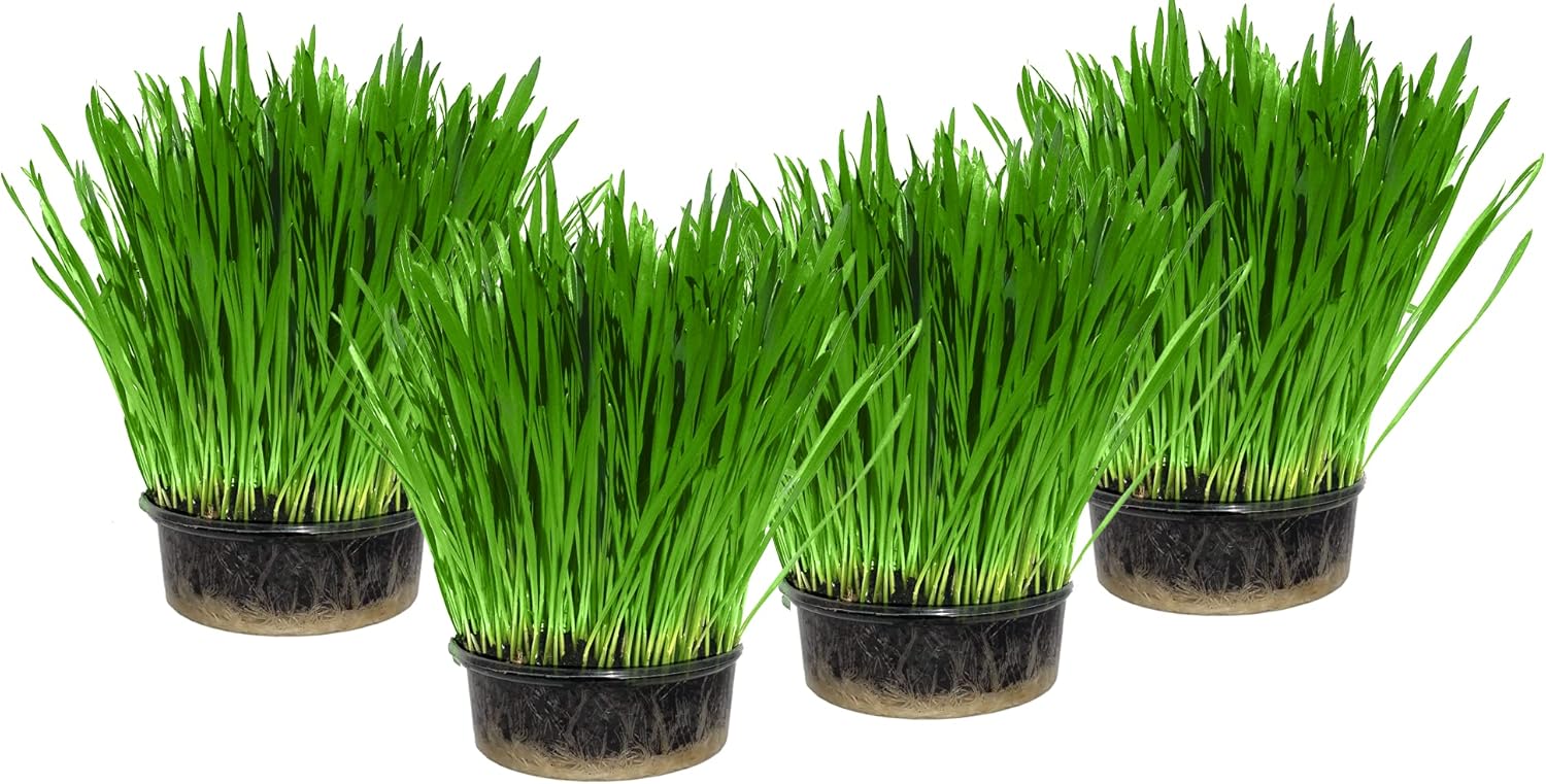Cat Grass x 4 Pack (Grow your own kits) By Cat FurNature