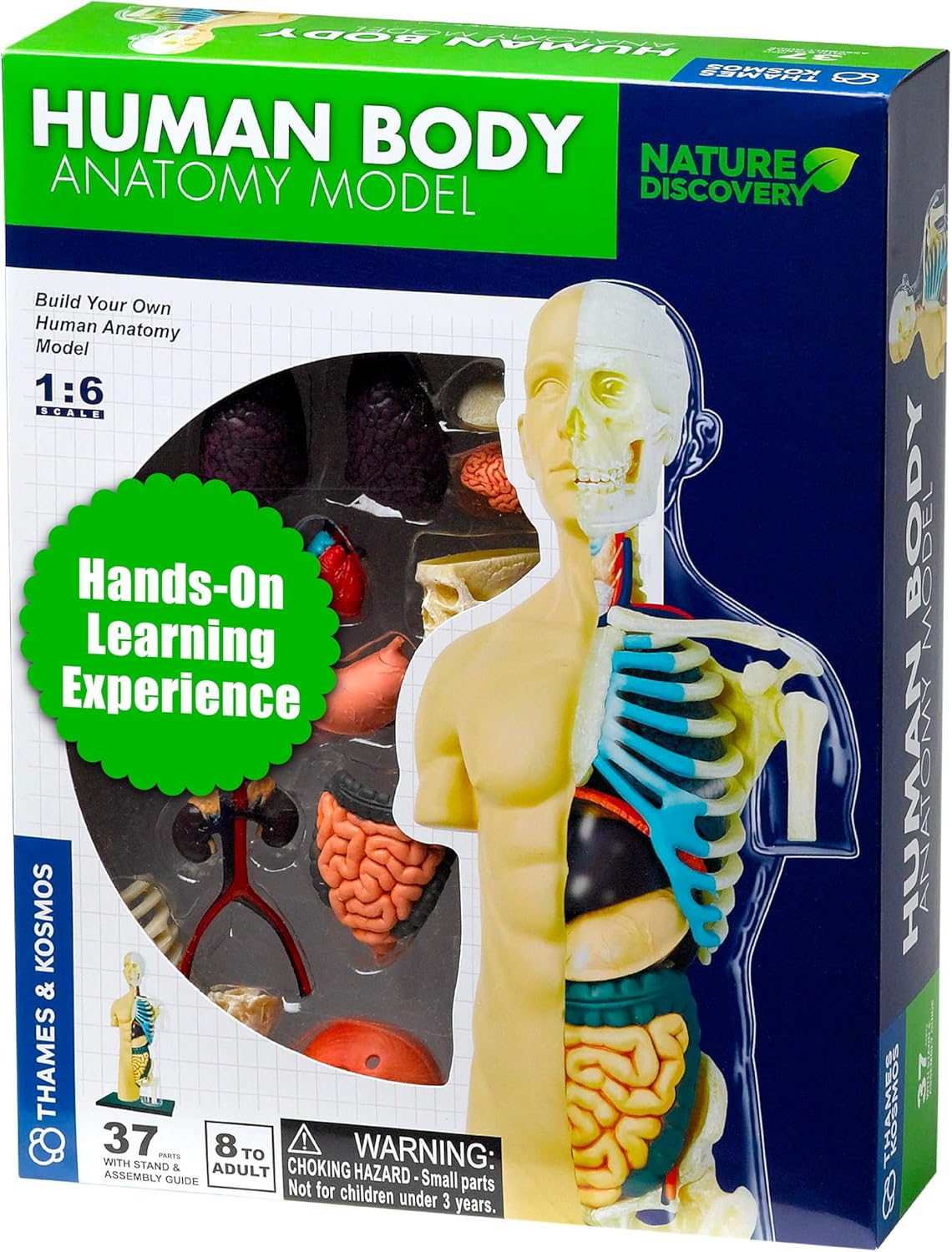 Thames & Kosmos Human Body Anatomy Model | 37 Parts with Stand & Guide Book | Build Your Own Human Body Kit | Nature Discovery | STEM Learning Toy | Ages 8+ | Multicolor