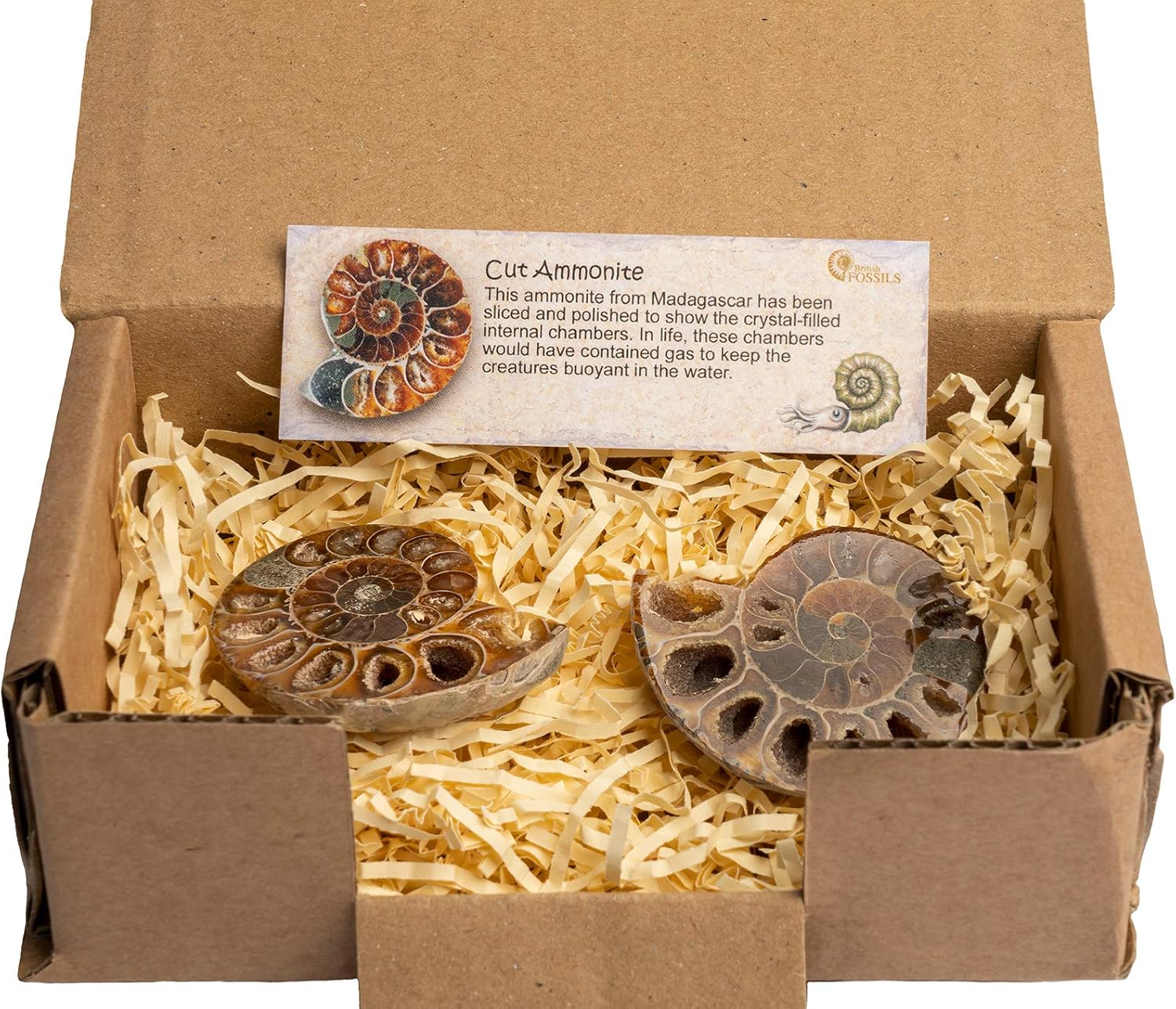 Genuine Madagascan Cut & Polished Ammonite Pair in Gift Box - 160 Million Years Old!