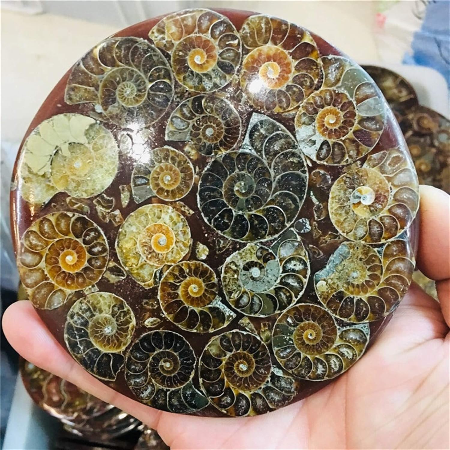 WERWER Natural Quartz Ammonite Disc Fossil Conch Specimen Home Decoration (Color : Light Grey)