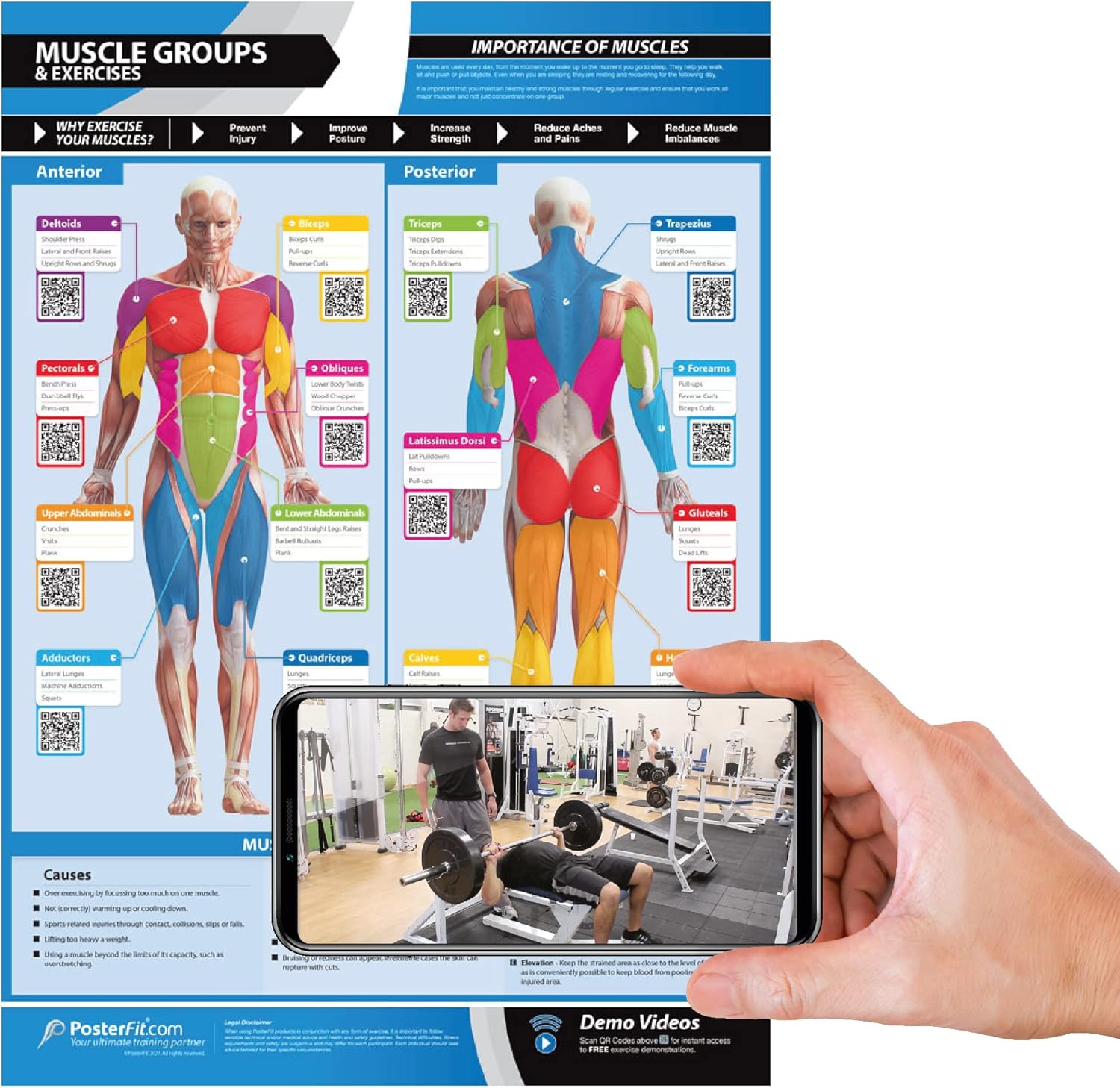 Posterfit Muscle Groups & Exercise Gym Poster - Large 24" X 16.5" - Laminated - Gym & Home Fitness Wall Chart - Includes Video Training Support