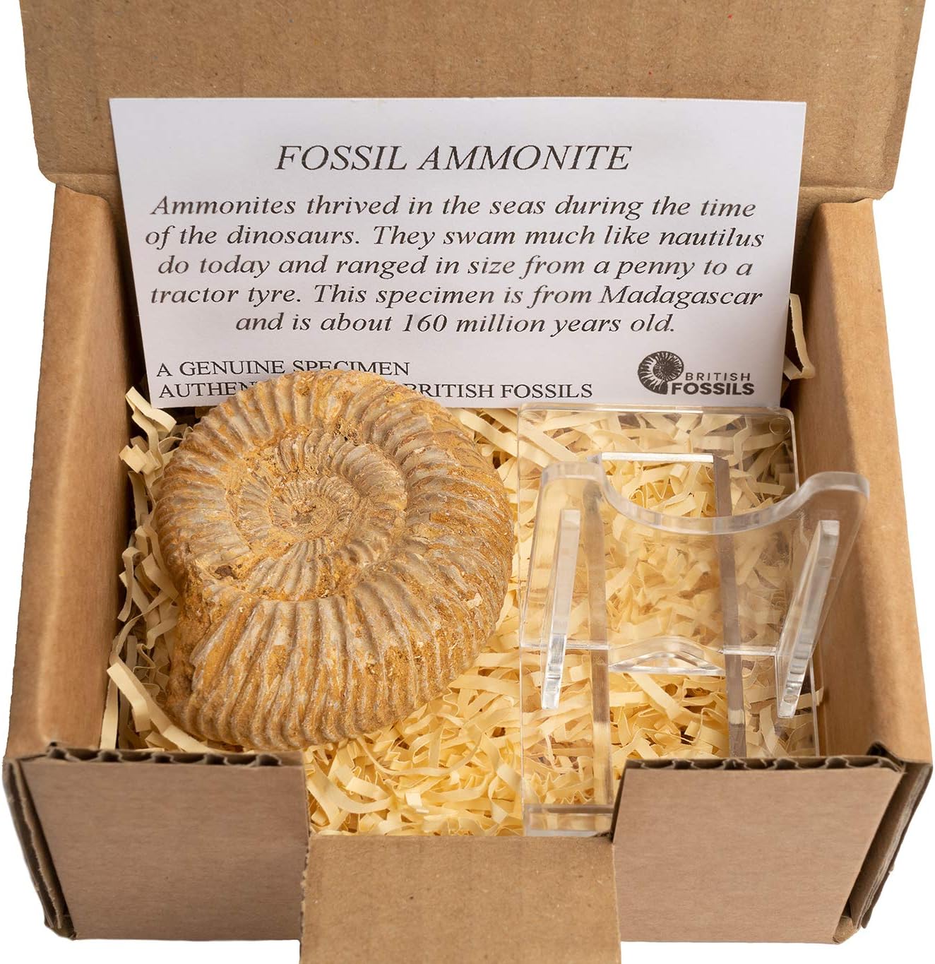 Genuine Madagascan Ammonite in Gift Box with Stand - 160 Million Years Old!