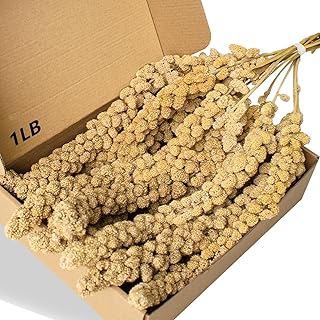 Jmxu's 1LB Spray Millet Treat for Birds Parakeets, Natural Sun-Dried Birds Millet for Cockatiel, Budgie, Finches, Parrots, Hamster