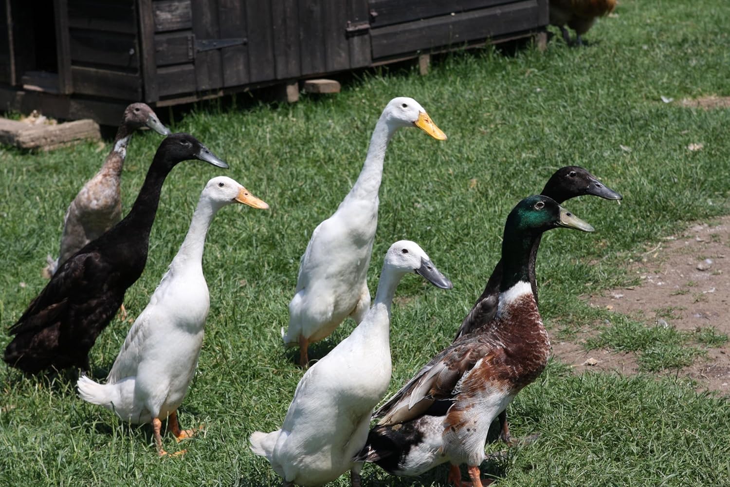12 Fertile Runner Duck Hatching Eggs FREE RANGE Healthy Mixed Colours