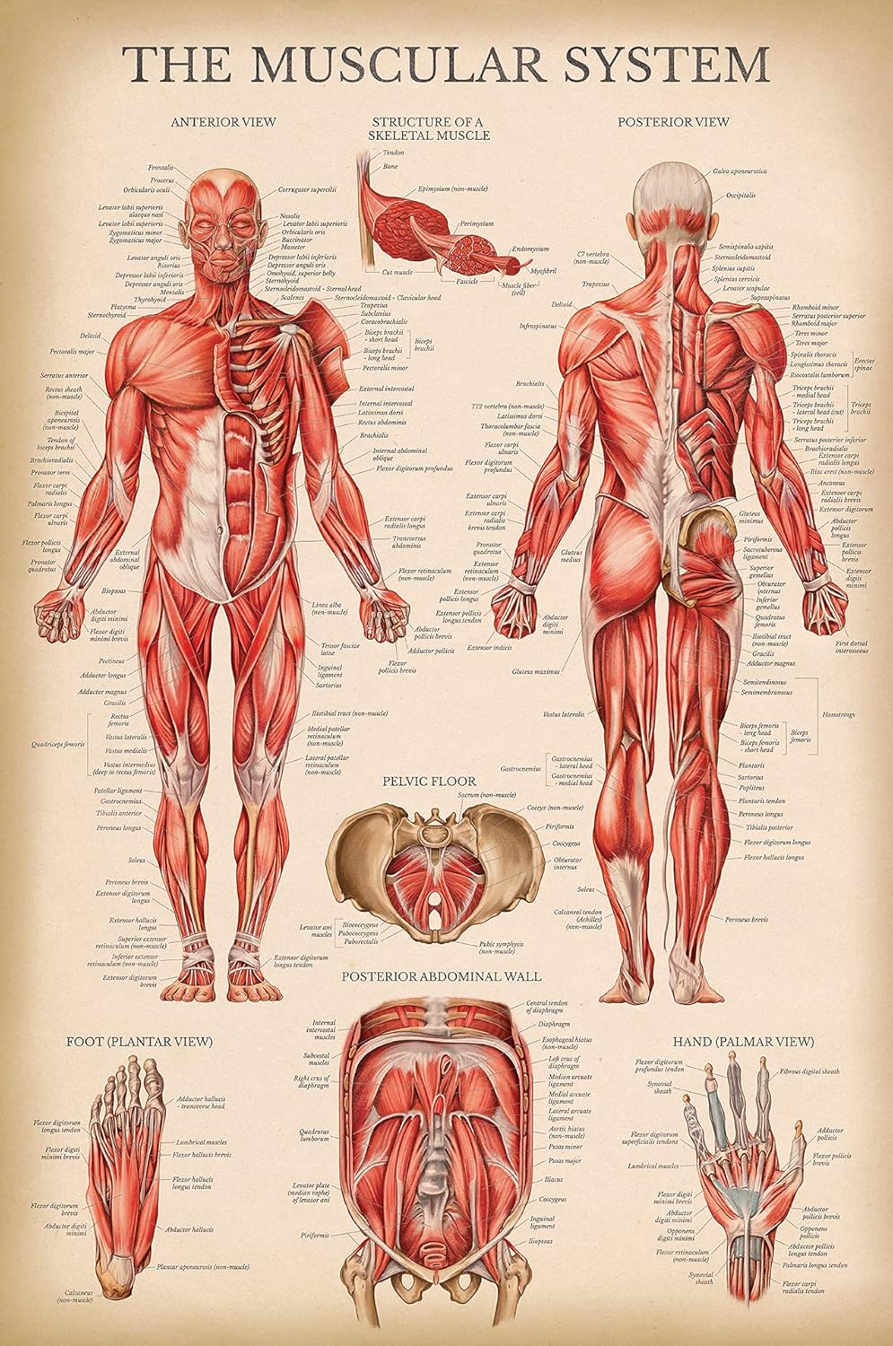 Palace Learning Vintage Muscular System Anatomical Chart - Human Muscle Anatomy Poster (LAMINATED, 18" x 24")