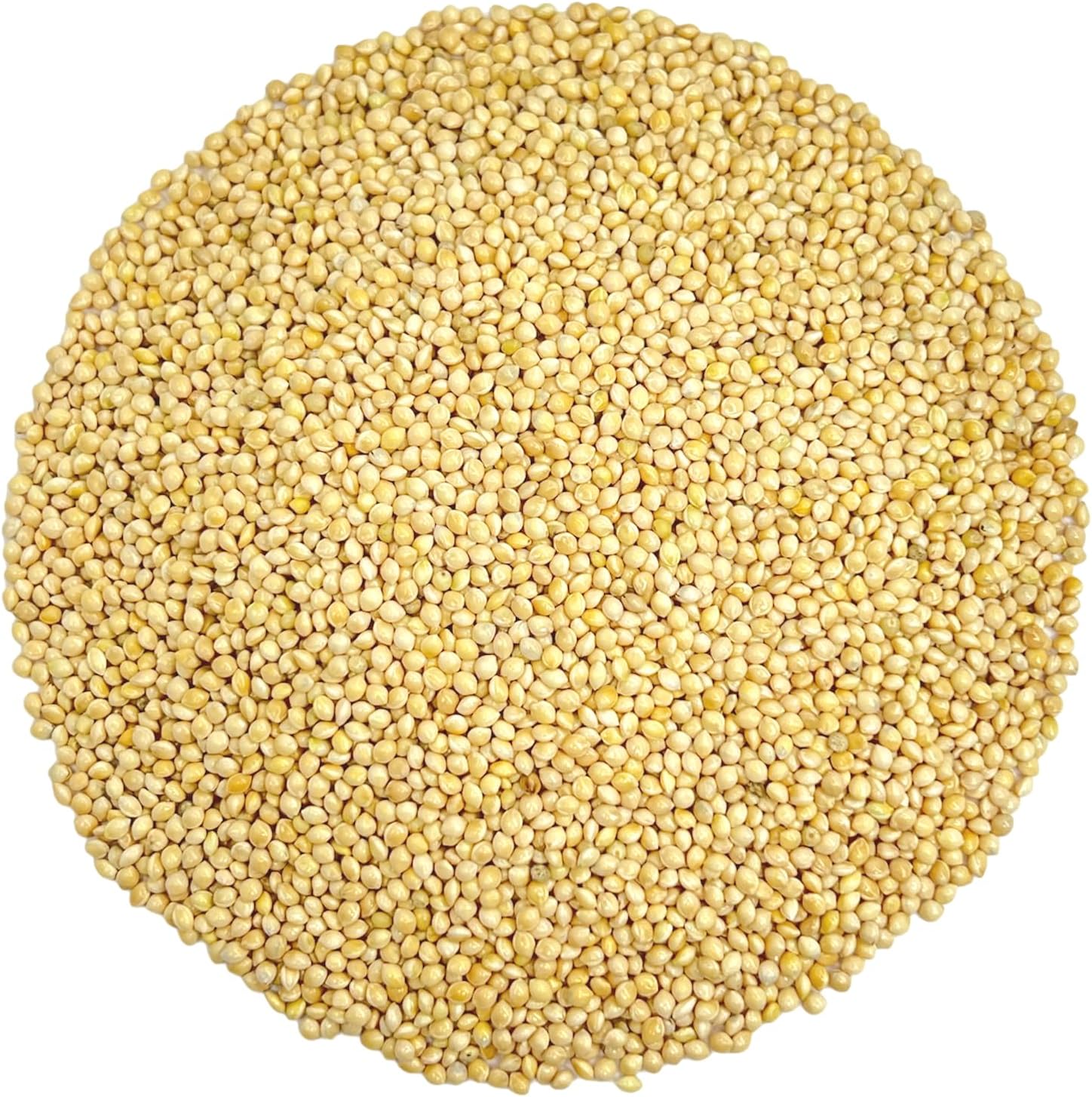 Olympus Myco White Proso Millet Seeds for Birds - 10 lbs Unhulled, Bulk Wild Bird Seed, Ideal for Bird Feeders