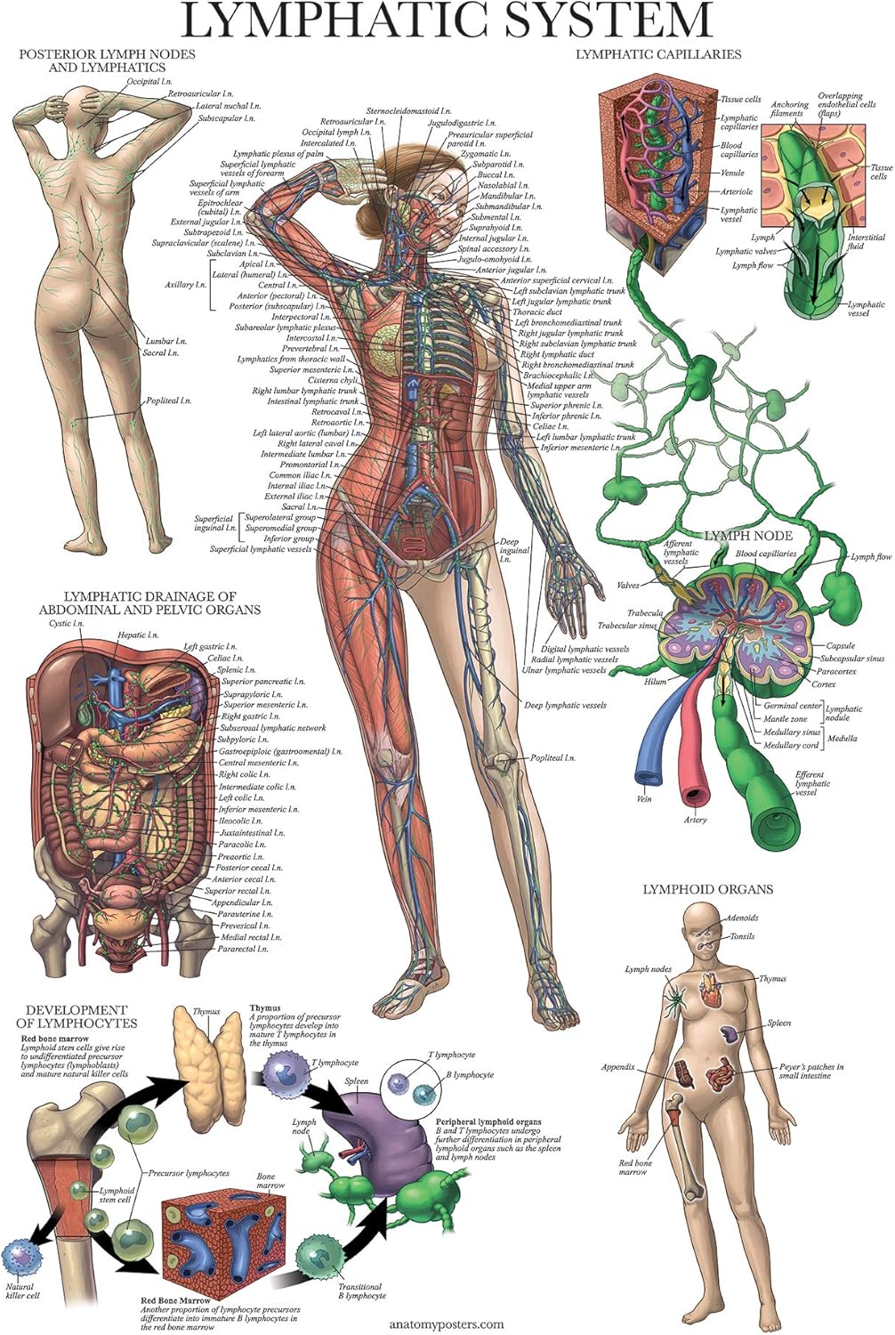 Palace Learning Laminated Lymphatic System Anatomical Poster - Lymphatic Anatomy Chart - 18" x 24"