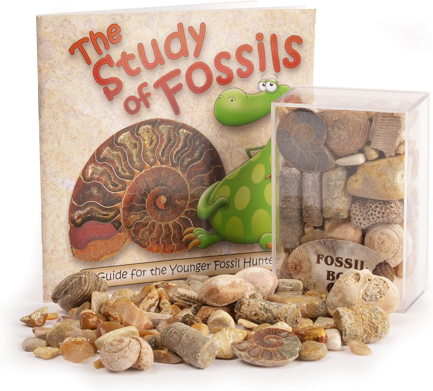 Fossil Box with Study of Fossils Booklet (Pack of 1)