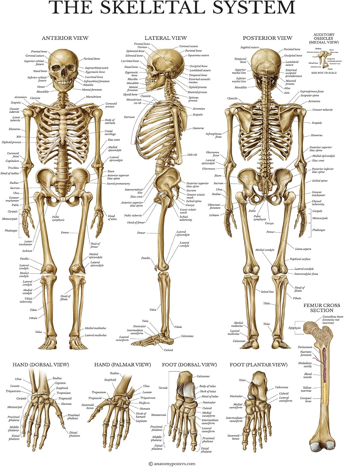 Palace Learning Skeletal System Anatomical Chart - LAMINATED - Human Skeleton Anatomy Poster (18 x 27)